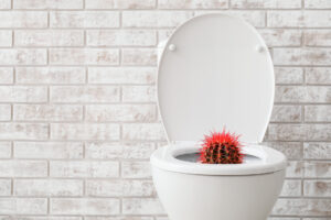 Toilet bowl with cactus to represent hemorrhoids