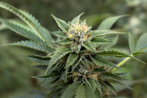 Marijuana plant, for growing marijuana at home