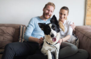A couple with their border collie, to illustrate holistic home remedies for pets