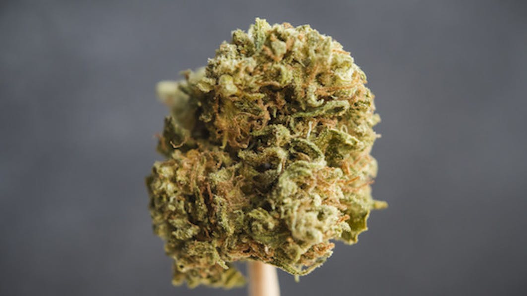 Mr. Nice cannabis strain