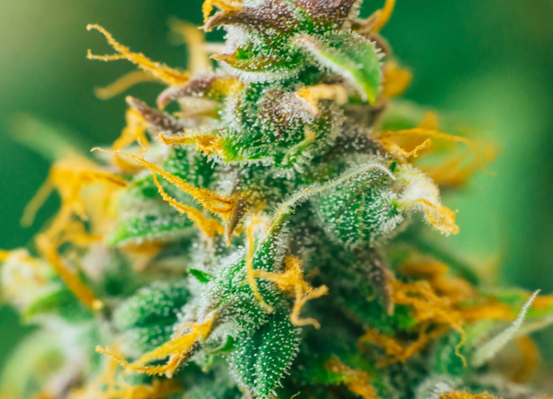 4_cannabis_strains_with_unique_cannabinoid_profiles_5ae93e0620