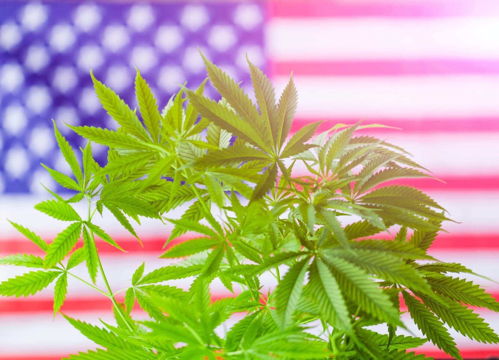 6_cannabis_strains_for_watching_the_democratic_debates_7a3e425f37