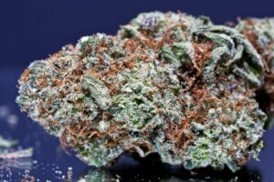 Close-up of Agent Orange bud