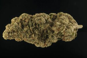 Close-up of Doug's Varin cannabis bud