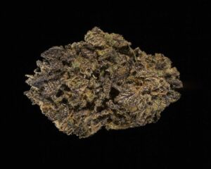 Close-up of God's Gift bud