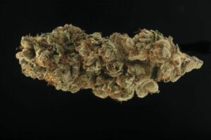 Close-up of Haoma bud