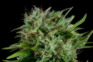 Close-up of LA Confidential bud