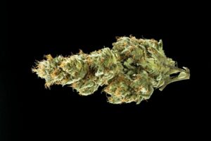 Close-up of Medihaze bud