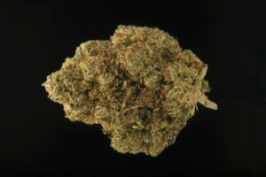 Close up of Romulan Bud