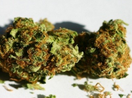 Popular marijuana strain: OG Kush