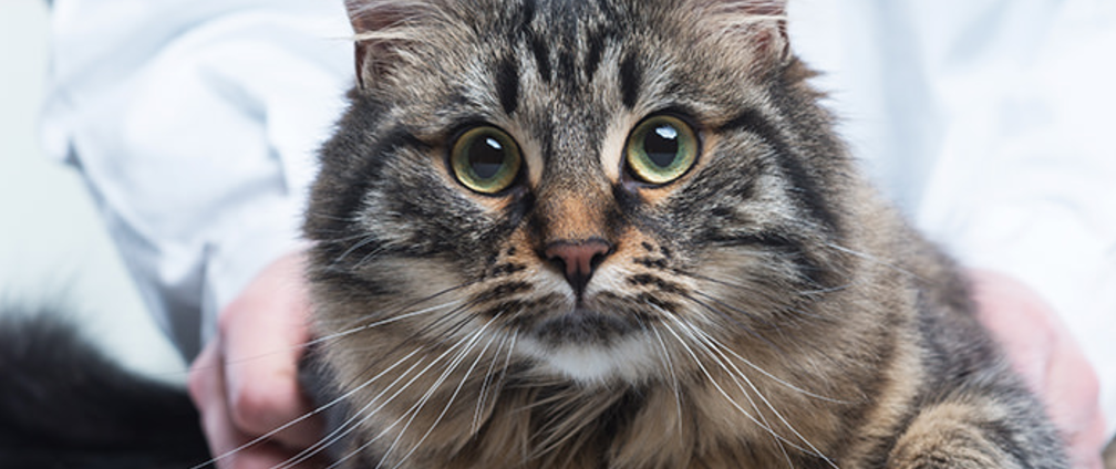 Cannabis and animals: Dr. Gary Richter, the Cannabis Pet Vet - HelloMD Cannabis and animals: Dr. Gary Richter, the Cannabis Pet Vet - HelloMD