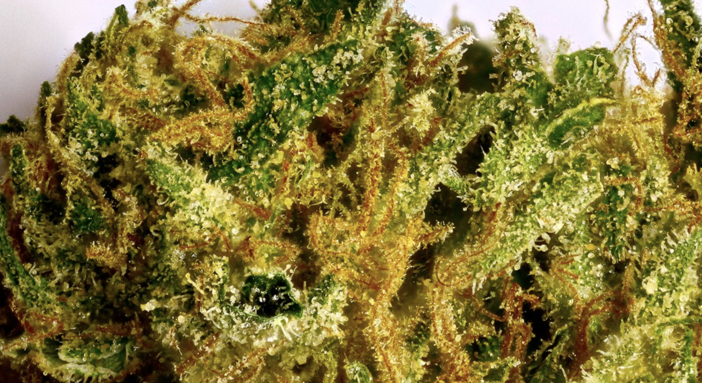 Fatigue-fighting marijuana strain: Durban Poison