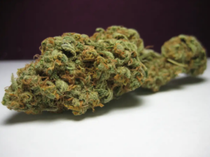 Close-up of Super Silver Haze bud.