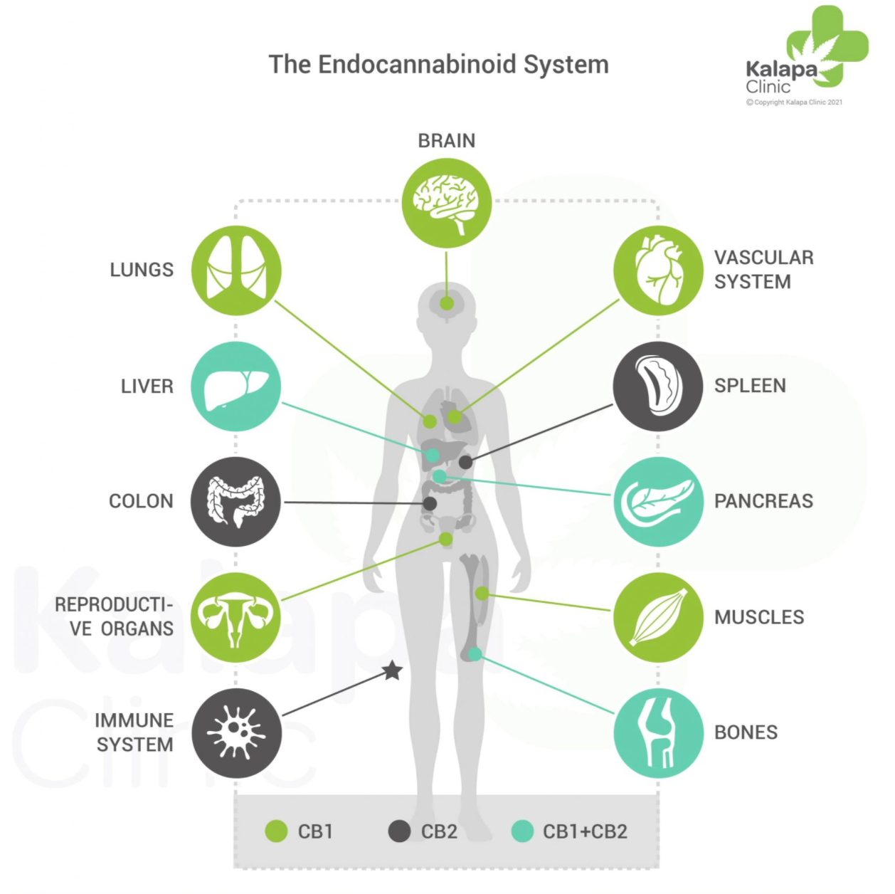 The endocannabinoid system 