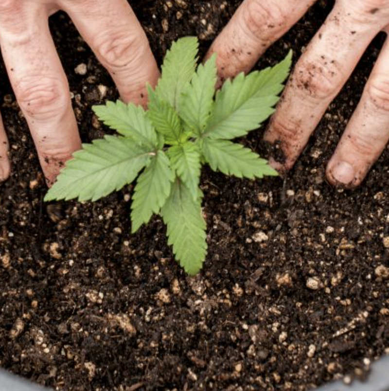 In New York you will be allowed to grow marijuana at home