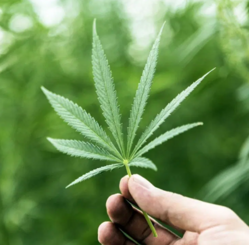 Can cannabis prevent infection from COVID-19?