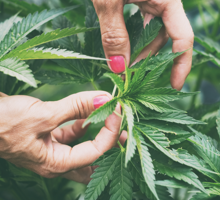 Growing your own marijuana can equate to big cash savings