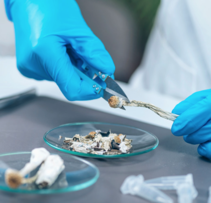 Medical labs are studying the effects of psilocybin on mental health and more