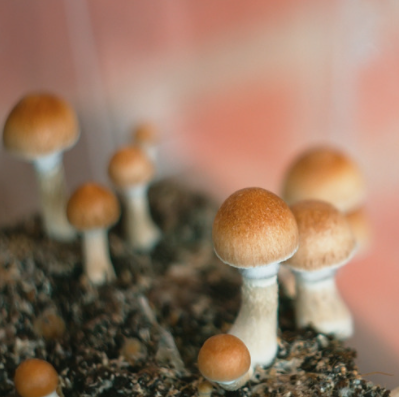 Psilocybin is being used to treat depression and PTSD 