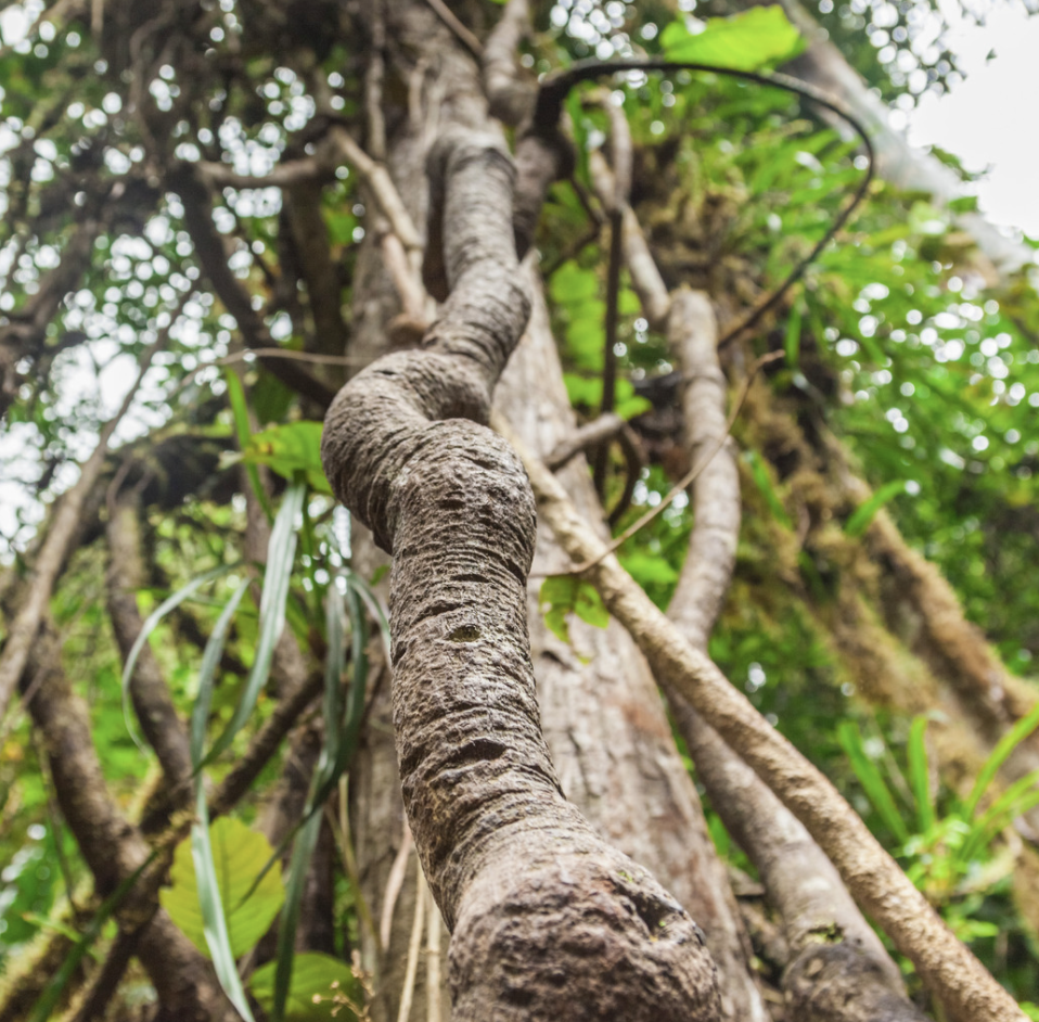 Ayahuasca is a vine that grows in the Amazon