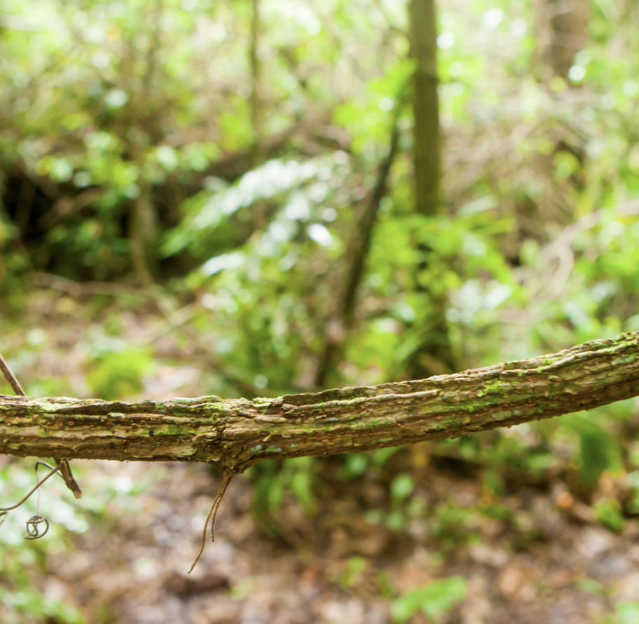 The Ayahuasca vine