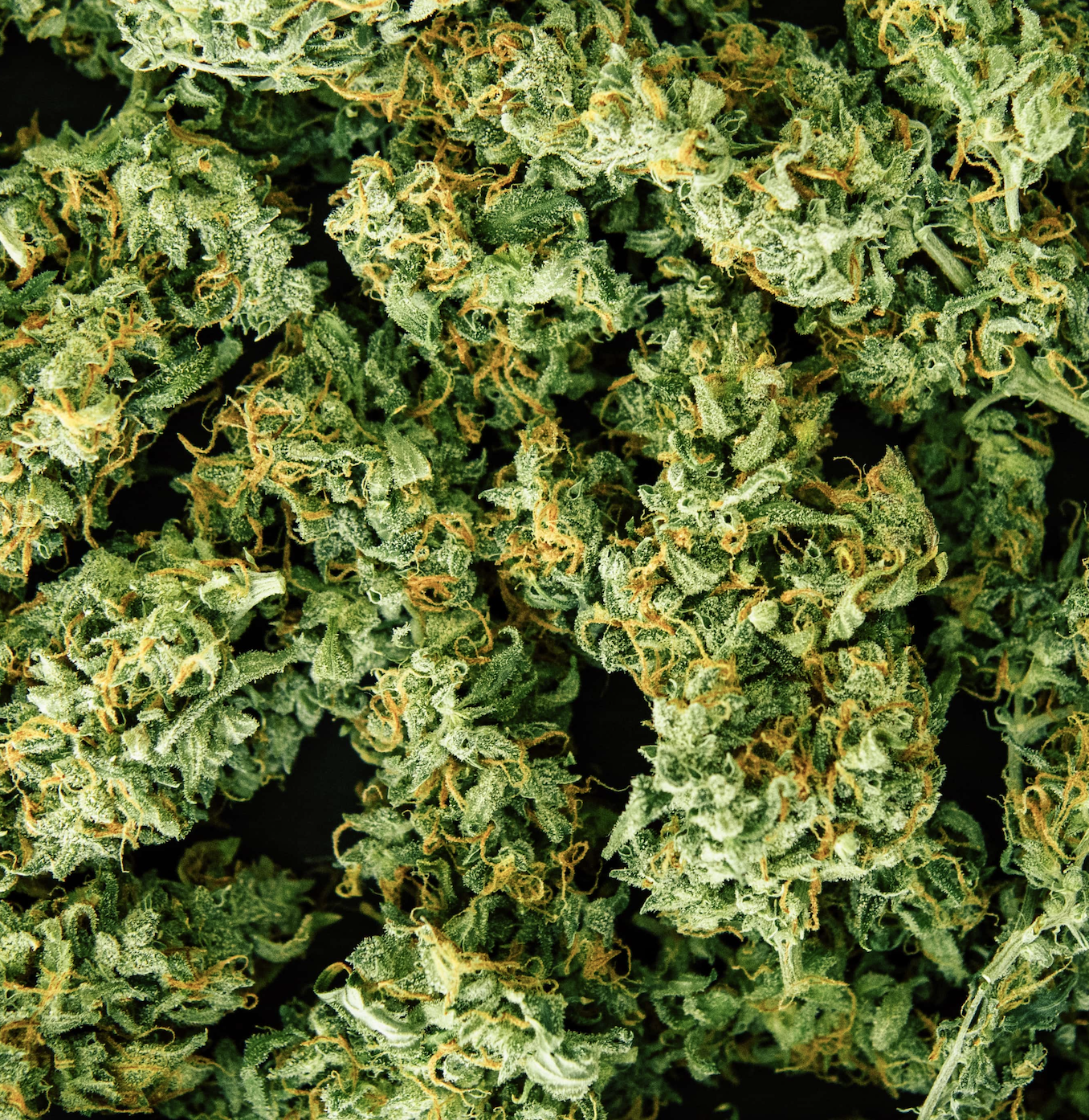 Fresh cannabis bud