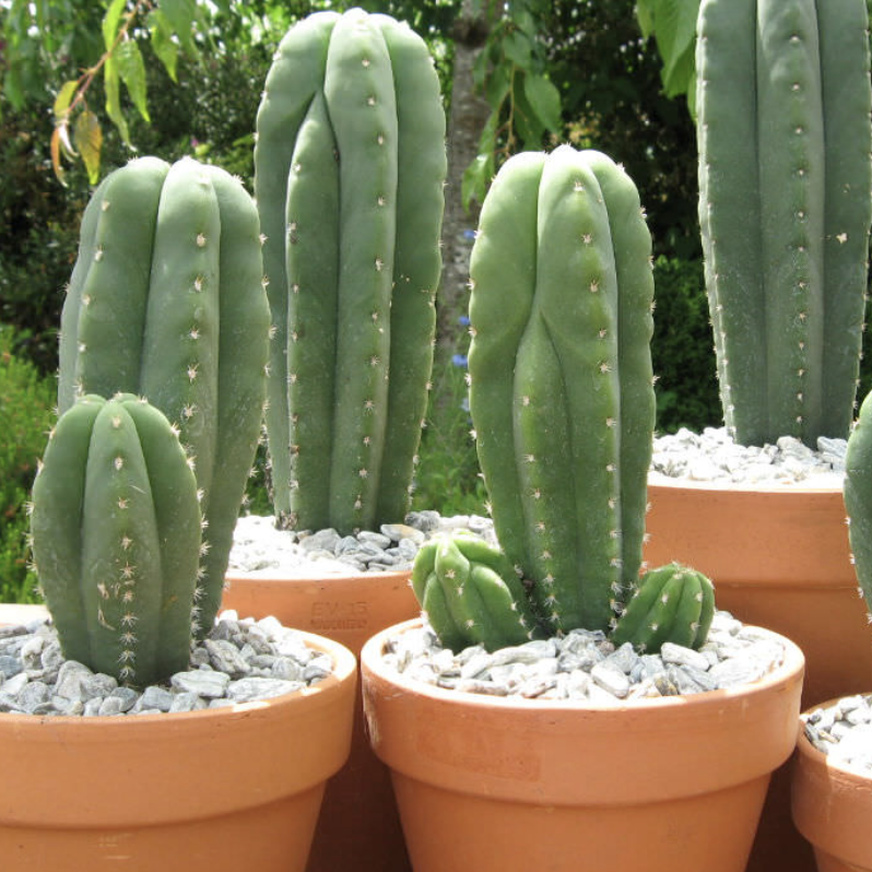 The san pedro cactus