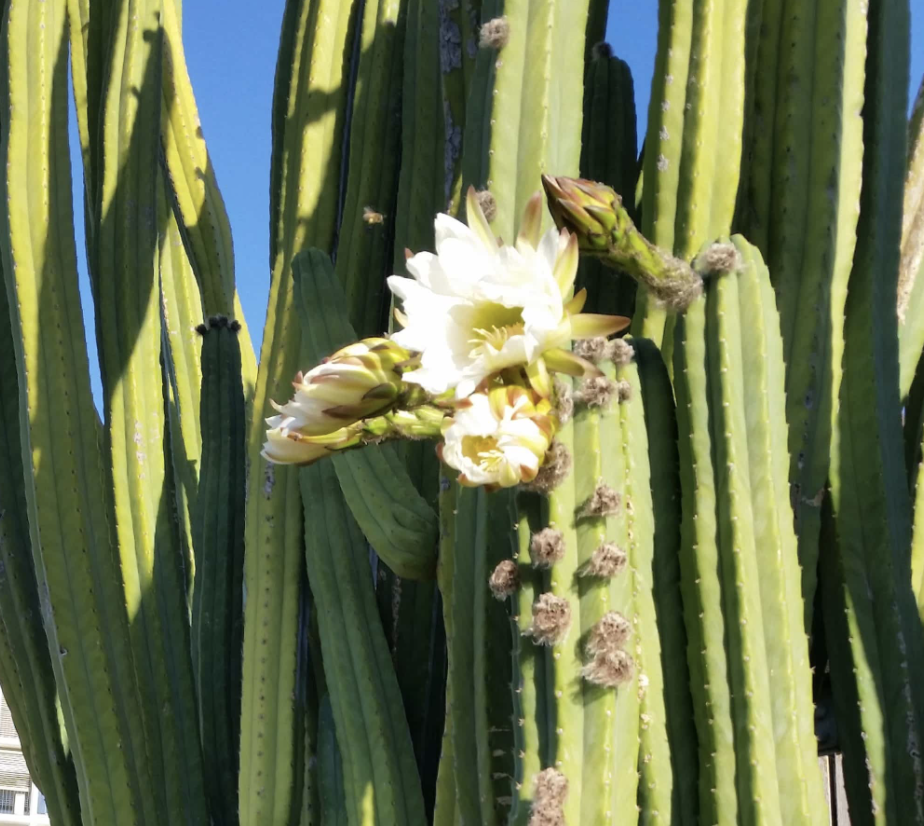 The san pedro cactus