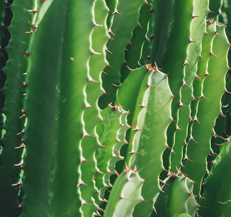 The san pedro cactus