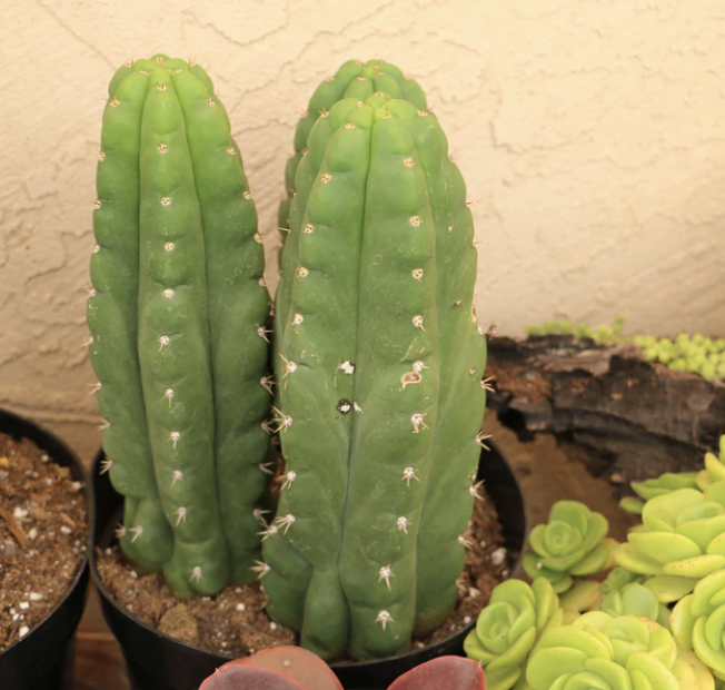 The san pedro cactus