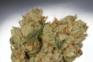 Close up of Thai bud