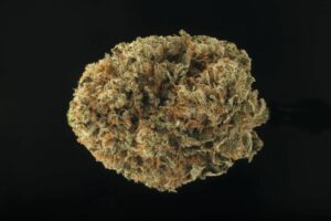 Close up of Trident Bud