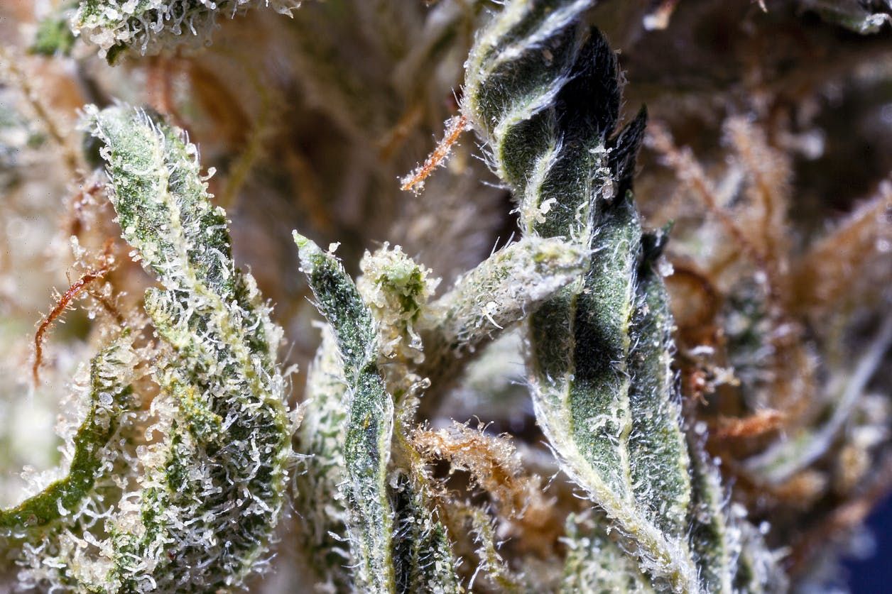 White_Widow_f71779091f