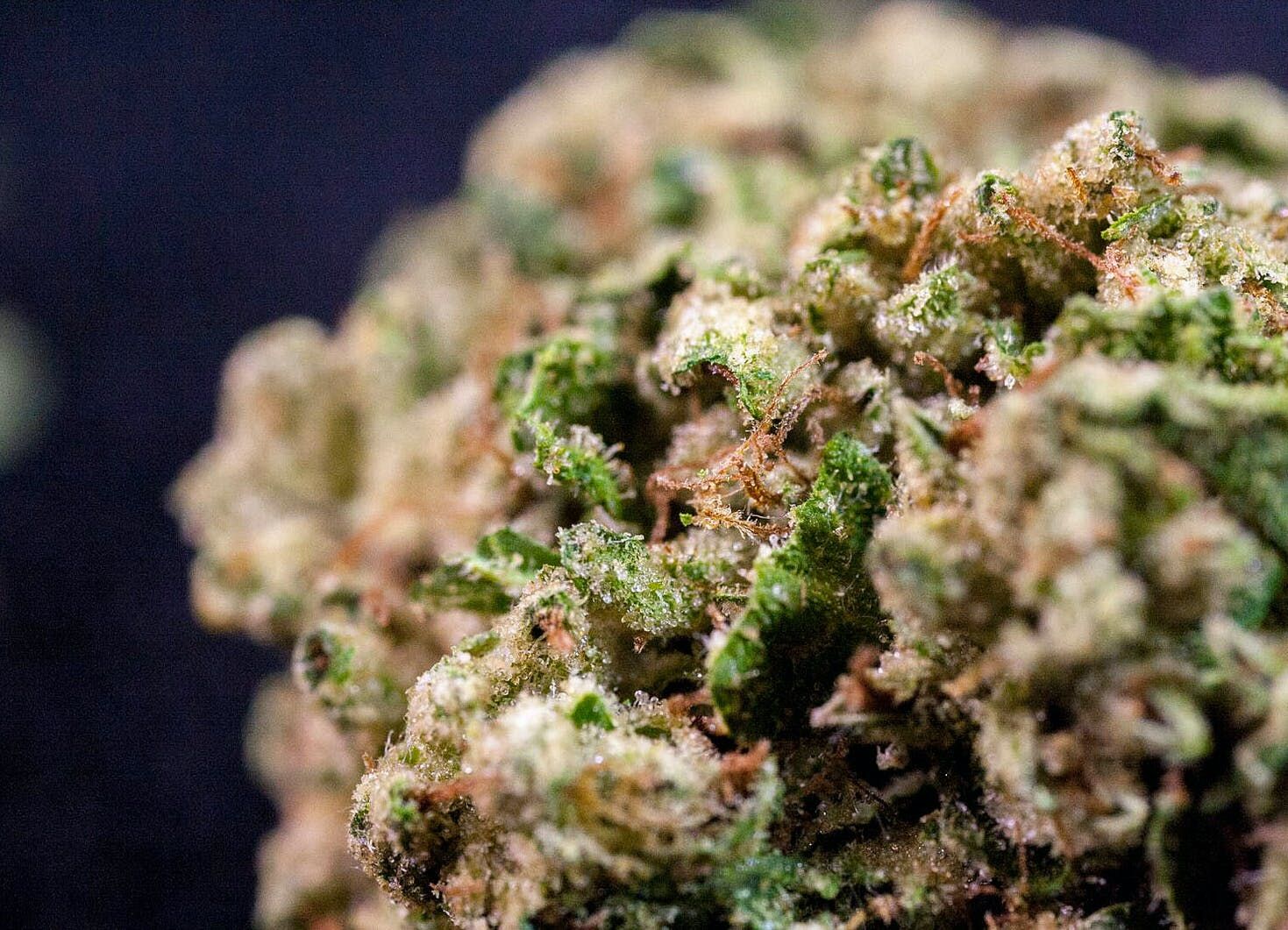 beyond_the_cb1_and_cb2_cannabis_receptors_trpv1_and_gpr55_a52f959bf3