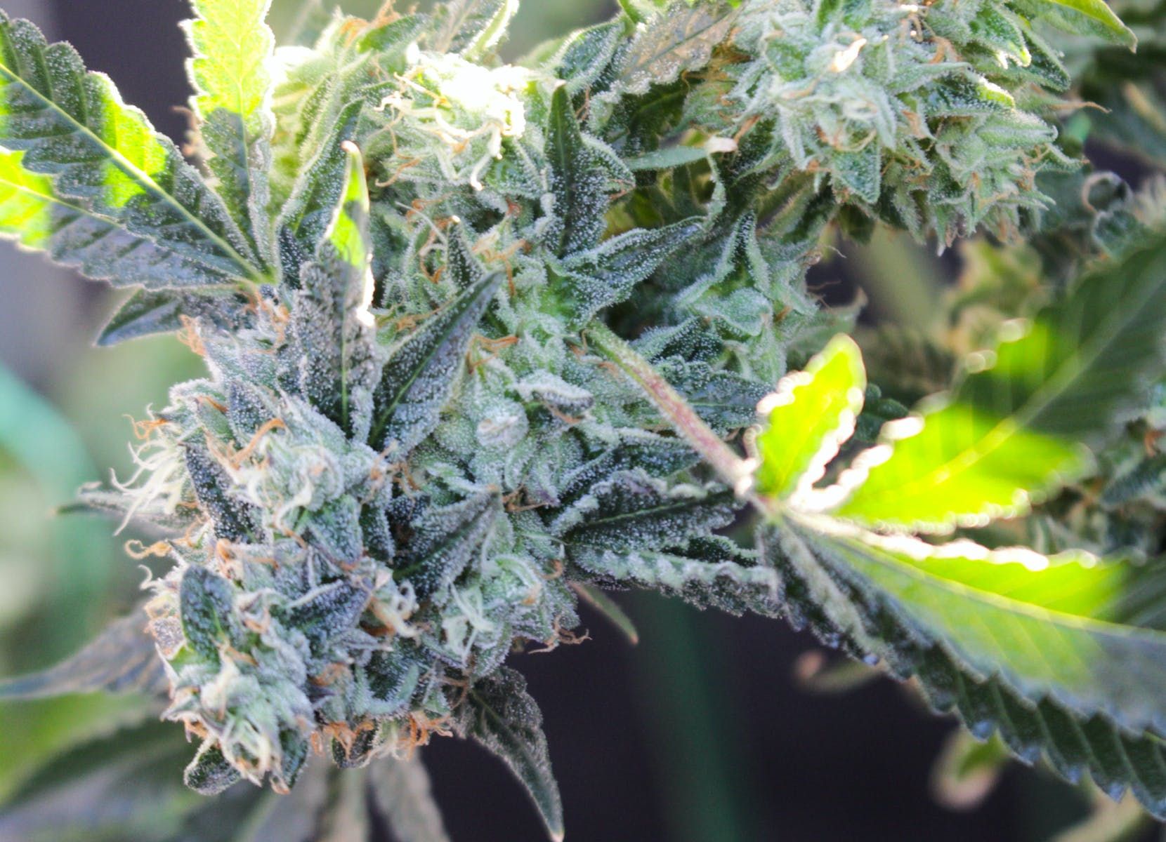 Cannabis plant to illustrate CBG cannabinoid