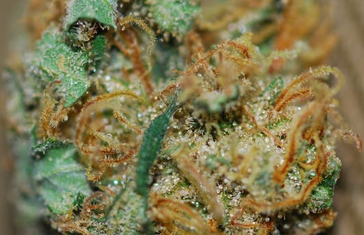 dutch-treat-cannabis-strain