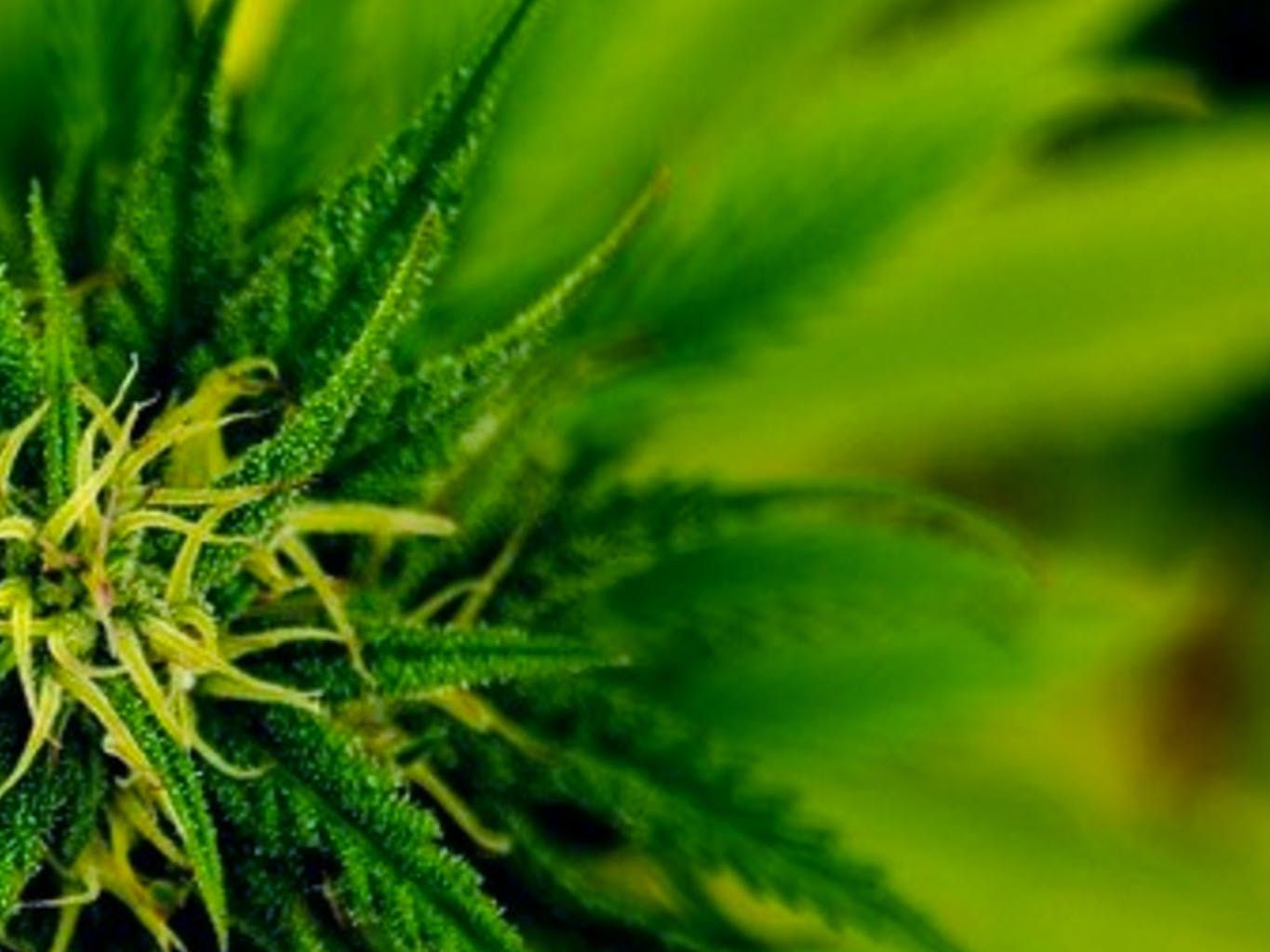 growing_your_marijuana_at_home_dc59dac359
