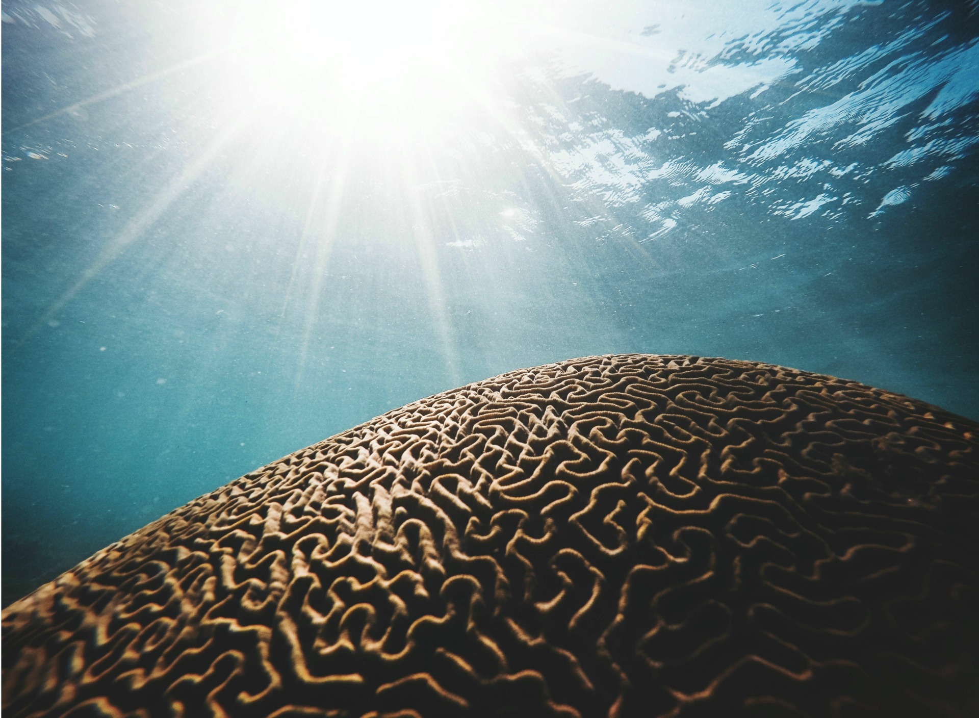 how_cannabis_works_to_protect_and_repair_the_brain_4f8ffd947b