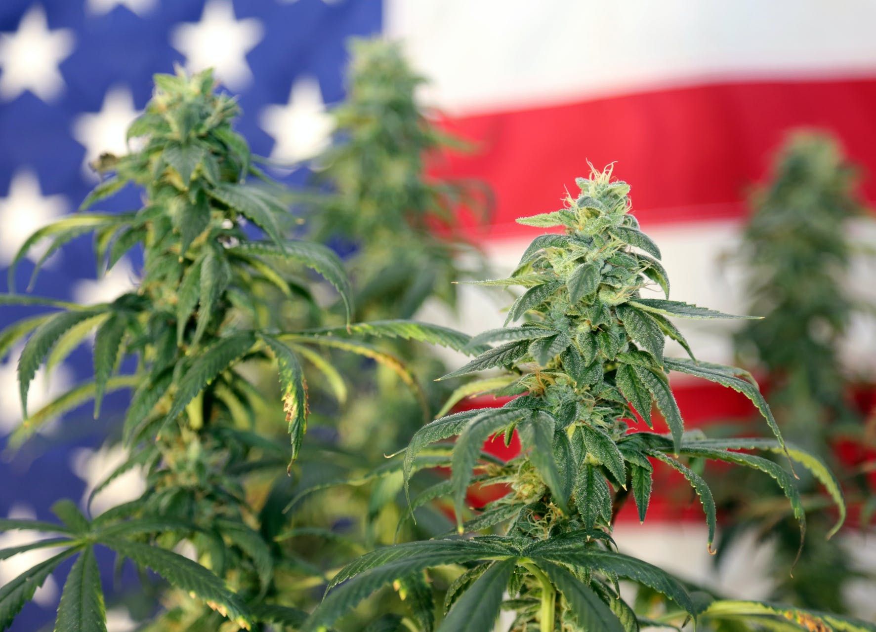 how_the_states_act_could_change_us_cannabis_laws_6b1522394c