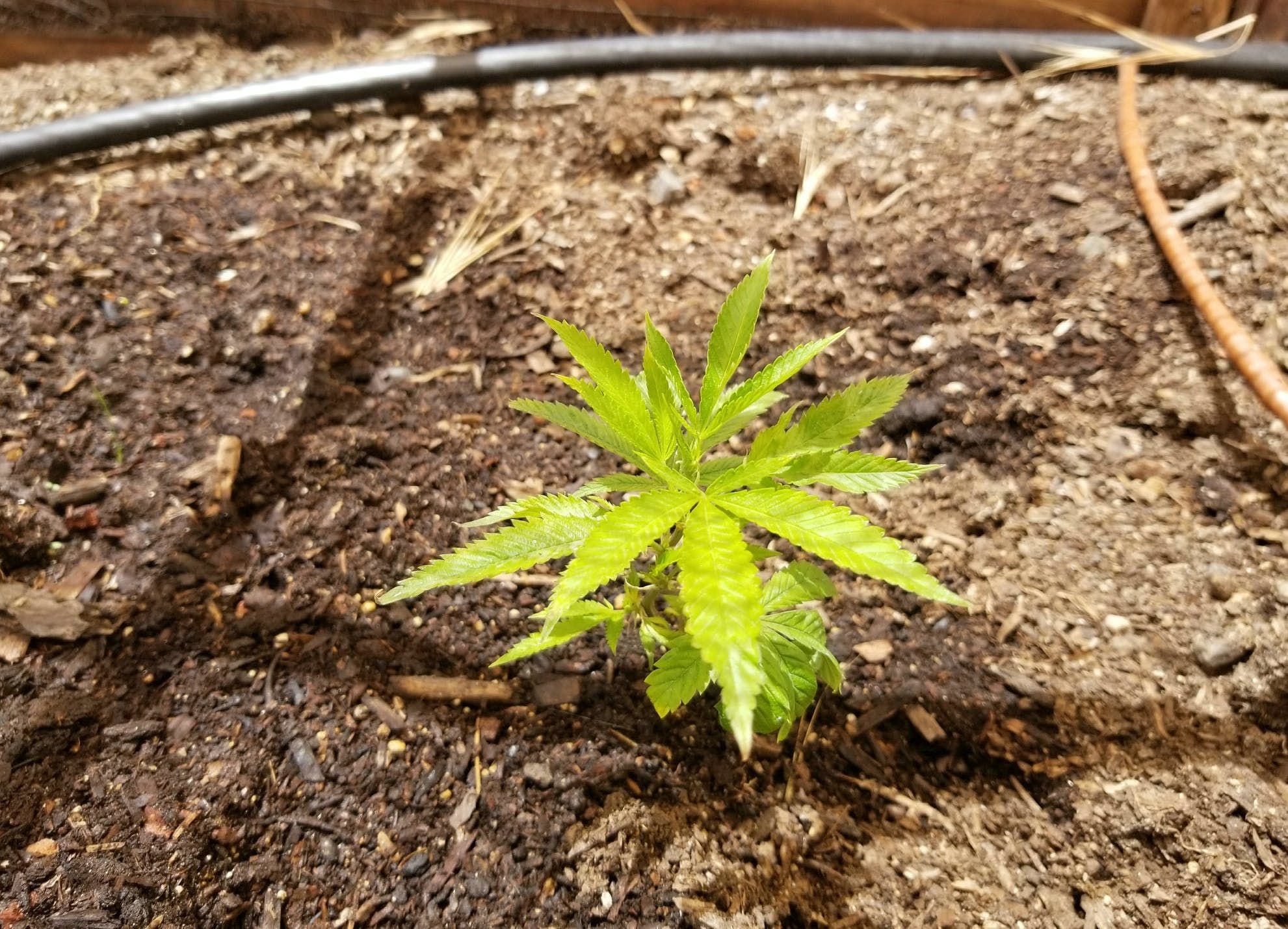 legalization_encourages_sustainable_marijuana_farming_42a9027ddc