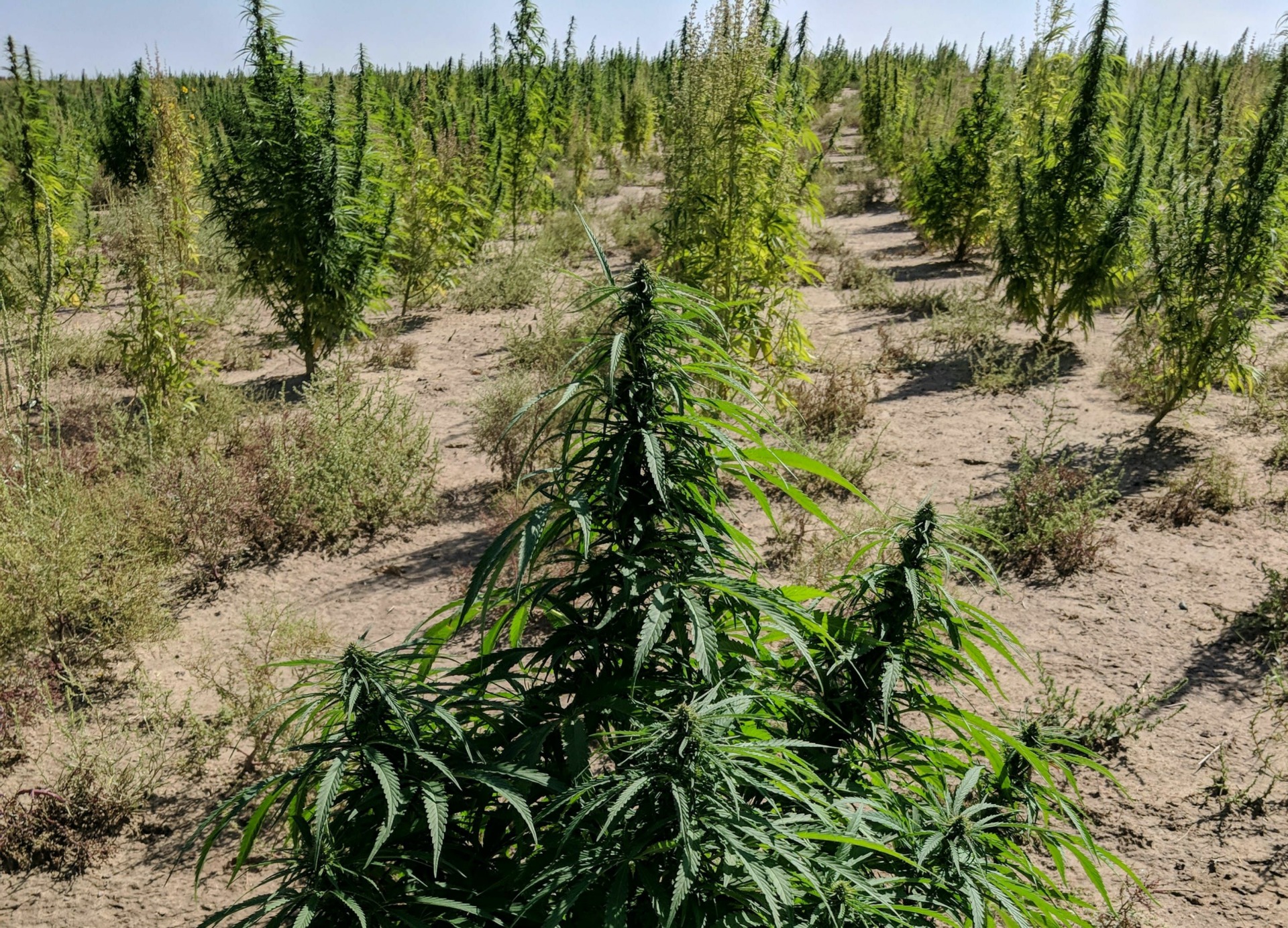 one_hemp_farmers_transition_from_cattle_to_cannabis_ede3e7084e