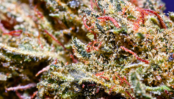ACDC cannabis strain