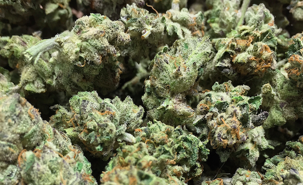 Gelato cannabis strain