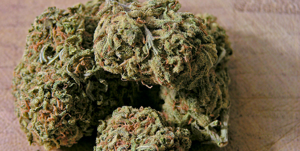 Blue Dream cannabis strain