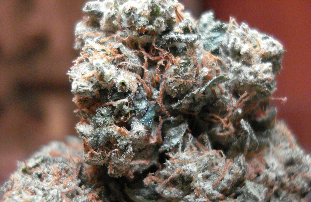 Jack Herer cannabis strain