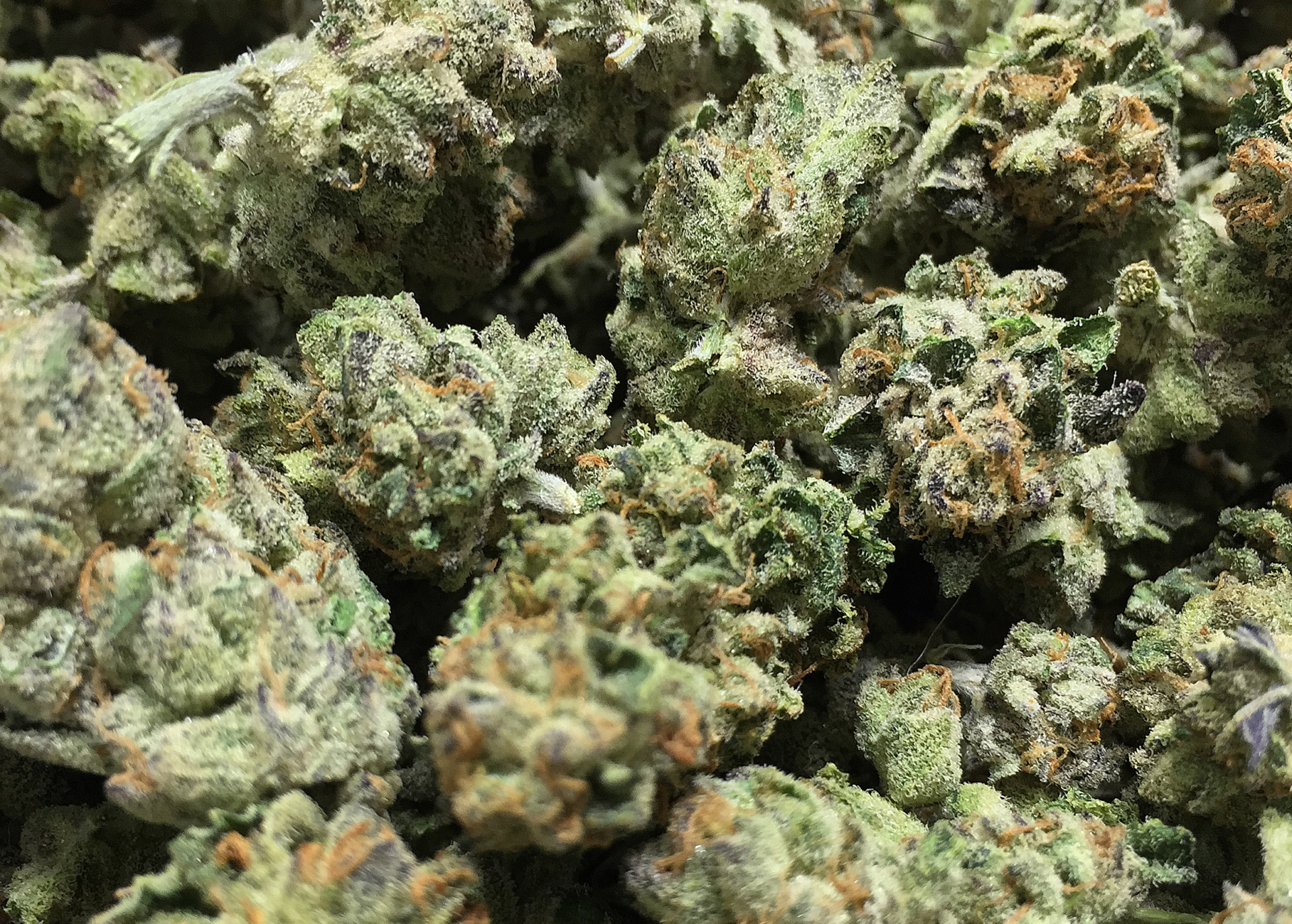 Gelato cannabis strain