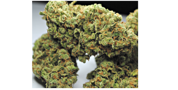 Jack Herer is a classic cannabis strain perfect for beginners