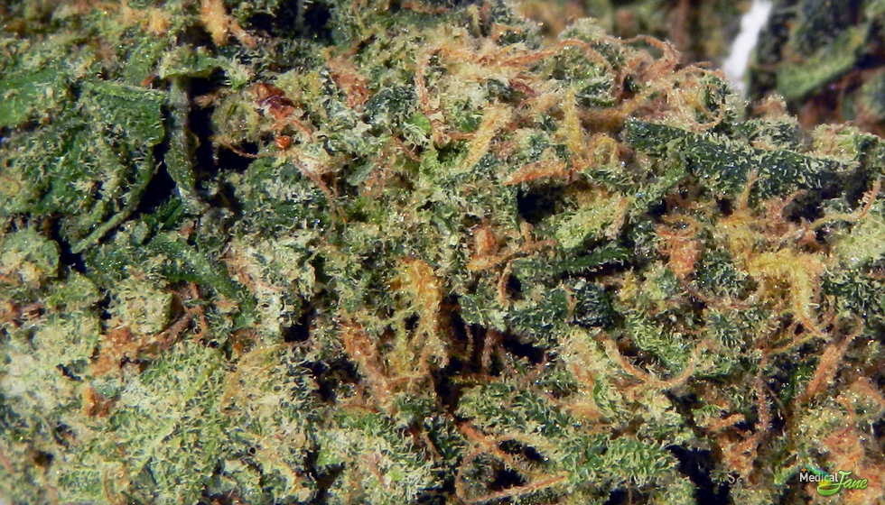 Blueberry Kush