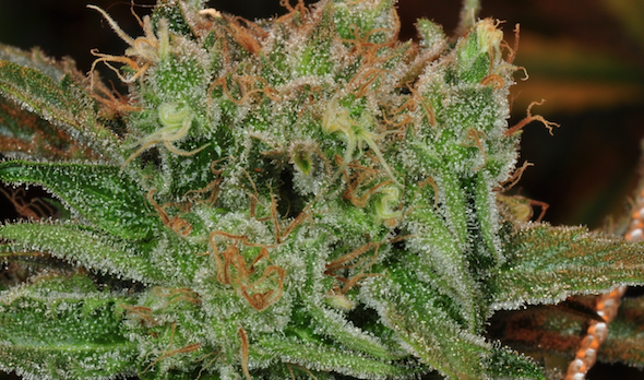 Durban Poison cannabis strain