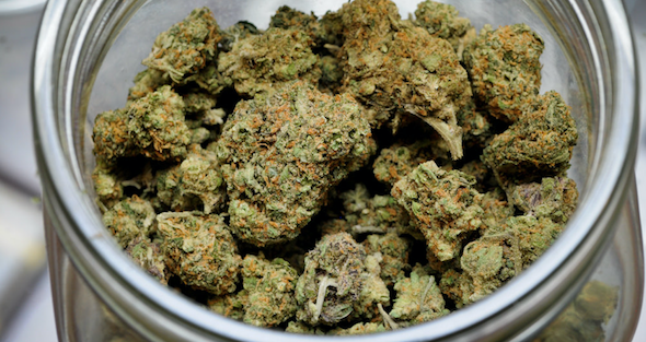 Green Crack cannabis strain